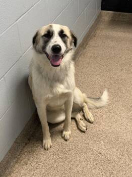 Latte -  Anatolian Shepherd Dog for Adoption in Troy, Ohio - Latte | PetCurious