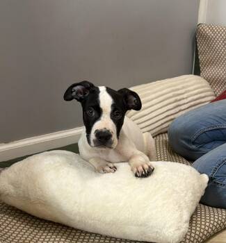 Deuce -  Pit Bull Terrier and Australian Shepherd Dog for Adoption in Watertown, Connecticut - Deuce | PetCurious
