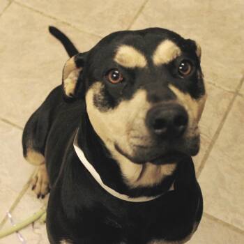 Terrier Dogs Available for Adoption - Heidi | PetCurious