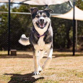 Orion -  German Shepherd Dog Dog for Adoption in Dripping Springs, Texas - Orion | PetCurious
