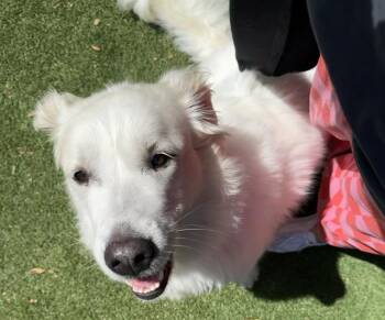 TAYLOR -  Great Pyrenees Dog for Adoption in Palo Alto, California - TAYLOR | PetCurious