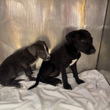 Black Labrador Retriever and Mixed Breed Dogs Available for Adoption in Washington, Pennsylvania - Elle | PetCurious