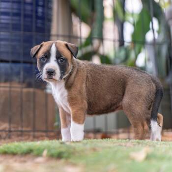 Muppet Pup - Camilla -  Boxer Dog for Adoption in San Diego, California - Muppet Pup - Camilla | PetCurious