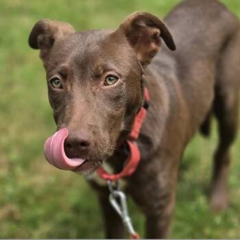 Finn -  Labrador Retriever and Border Collie Dog for Adoption in Chatham, New Jersey - Finn | PetCurious