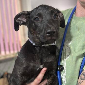 Ori -  Shepherd and Mixed Breed Dog for Adoption in San Francisco, California - Ori | PetCurious