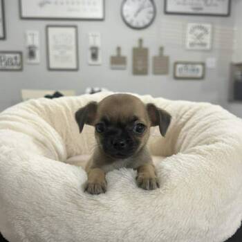 Chiweenie and Pug Dogs Available for Adoption - Boba | PetCurious