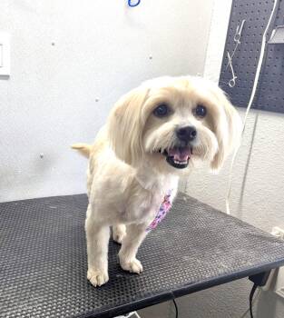 Baxter the Lhasa ApsoX -  Lhasa Apso Dog for Adoption in Lockhart, Texas - Baxter The Lhasa ApsoX | PetCurious