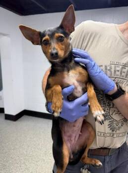 Doja -  Miniature Pinscher and Smooth Fox Terrier Dog for Adoption in Thompson Falls, Montana - Doja | PetCurious