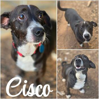 Cisco -  Dachshund Dog for Adoption in Taghkanic, New York - Cisco | PetCurious