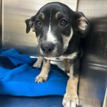 Jess -  Standard Schnauzer and Terrier Dog for Adoption in Tyler, Texas - Jess | PetCurious