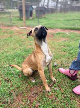 Black Mouth Cur and Mixed Breed Dogs Available for Adoption in Albany, Georgia - Izzy | PetCurious