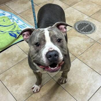Mimi (finder) -  Pit Bull Terrier Dog for Adoption in Troutdale, Oregon - Mimi (finder) | PetCurious