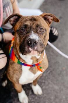 ARFER FONZARELLI -  American Bulldog and Boxer Dog for Adoption in West Valley City, Utah - ARFER FONZARELLI | PetCurious