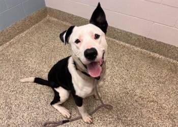 PEPE LE PEW -  Pit Bull Terrier and Mixed Breed Dog Available for Adoption in Colorado Springs, Colorado - PEPE LE PEW | PetCurious