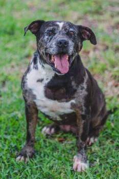Rescue American Bully Dogs for Adoption in Coral Springs, Florida - Cupcake | PetCurious
