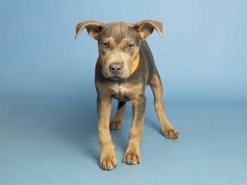 RAYA -  Labrador Retriever and Pit Bull Terrier Dog for Adoption in Phoenix, Arizona - RAYA | PetCurious