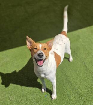 Buttercup CP -  Mixed Breed Dog for Adoption in Austin, Texas - Buttercup CP | PetCurious