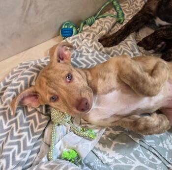 Pit Bull Terrier and Staffordshire Bull Terrier Dogs Available for Adoption in Columbia, Illinois - Pancake | PetCurious