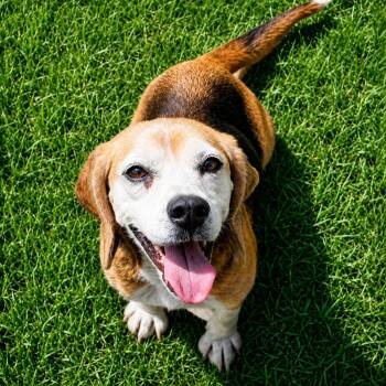 Bootsie -  Beagle Dog for Adoption in Dunnellon, Florida - Bootsie | PetCurious