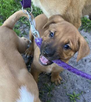 Shepherd Dogs Available for Adoption - Silver | PetCurious