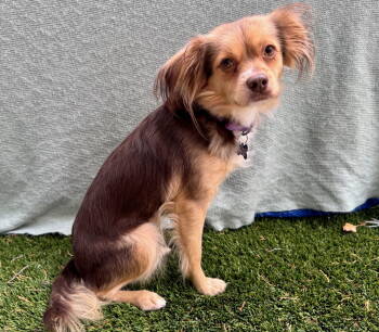Rescue Cavalier King Charles Spaniel Dogs for Adoption in Palo Alto, California - Siena | PetCurious
