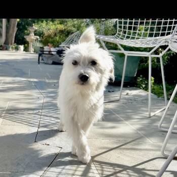 Rescue Maltese and Airedale Terrier Dogs for Adoption in Beverly Hills, California - Benji & Amber | PetCurious