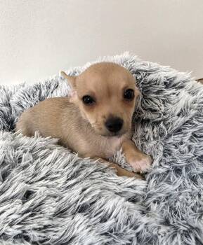 Wolfie -  Chihuahua Dog for Adoption in Savannah, Georgia - Wolfie | PetCurious
