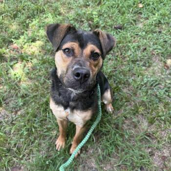 Rescue Mixed Breed Dogs for Adoption in Chattanooga, Tennessee - Hazel | PetCurious