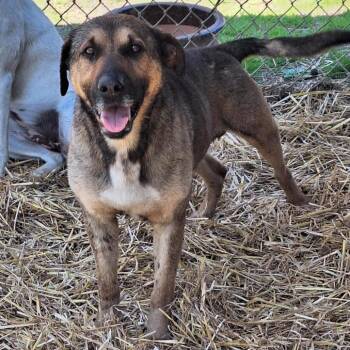Shepherd and Mixed Breed Dogs Available for Adoption in Boaz, Alabama - Parish | PetCurious