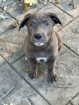 Rescue Siberian Husky and Shepherd Dogs for Adoption in Fenton, Missouri - Tank | PetCurious