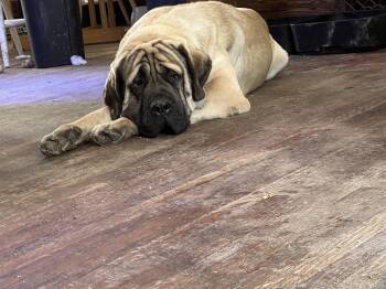 Mastiff Dogs Available for Adoption - Chubby  | PetCurious