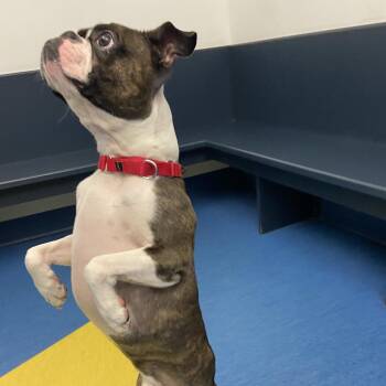 Irving -  Mixed Breed Dog for Adoption in Pittsburgh, Pennsylvania - Irving | PetCurious