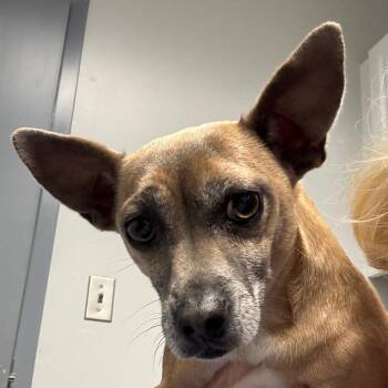 Henry -  Mixed Breed Dog for Adoption in Greenville, South Carolina - Henry | PetCurious