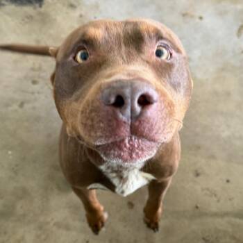 Atlas -  Pit Bull Terrier Dog for Adoption in Clarksdale, Mississippi - Atlas | PetCurious