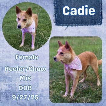 Cadie -  Australian Cattle Dog Blue Heeler and Chow Chow Dog for Adoption in Caldwell, Texas - Cadie | PetCurious