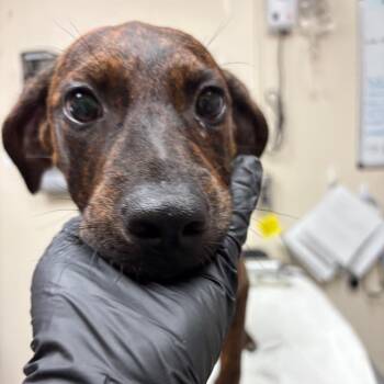 Phantom -  Plott Hound Dog for Adoption in Lakeland, Florida - Phantom | PetCurious