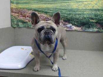 CLEMENTINE -  French Bulldog and Mixed Breed Dog for Adoption in Moreno Valley, California - CLEMENTINE | PetCurious