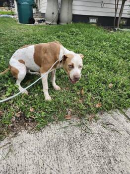 American Staffordshire Terrier Dogs Available for Adoption in San Antonio, Texas - KAY | PetCurious