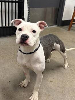 TiTi -  Pit Bull Terrier Dog for Adoption in Cleveland, Ohio - TiTi | PetCurious