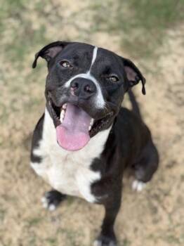 Timber -  Pit Bull Terrier and Mixed Breed Dog for Adoption in Atlanta, Georgia - Timber | PetCurious