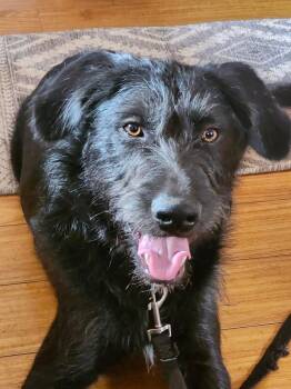 Terrier and Black Labrador Retriever Dogs Available for Adoption in Burbank, California - Brian | PetCurious