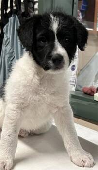 SOBA -  Cocker Spaniel and Poodle Dog for Adoption in Rancho Cucamonga, California - SOBA | PetCurious