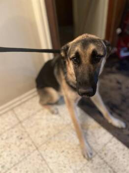 Rescue German Shepherd Dog Dogs for Adoption in San Antonio, Texas - BARRACK | PetCurious