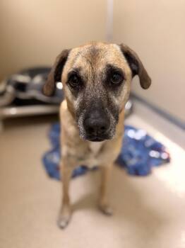 JJ -  Shepherd Dog for Adoption in Pawleys Island, South Carolina - JJ | PetCurious
