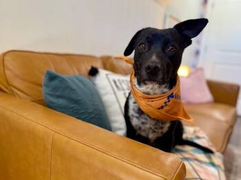 Cattle Dog and Dachshund Dogs Available for Adoption in Friendswood, Texas - Dolly Calm Heart | PetCurious