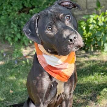 Rescue Pit Bull Terrier Dogs for Adoption in Buffalo, New York - Marlin | PetCurious