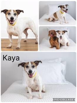 Kaya -  Dachshund Dog for Adoption in Enterprise, Alabama - Kaya | PetCurious