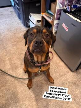 Sardine -  Rottweiler and Pit Bull Terrier Dog for Adoption in Pottsville, Pennsylvania - Sardine | PetCurious