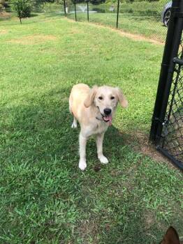 SUMMER -  Golden Retriever Dog for Adoption in Ocala, Florida - SUMMER | PetCurious