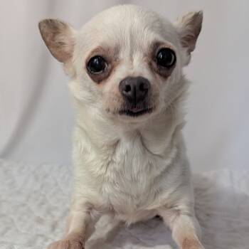 Rescue Chihuahua Dogs for Adoption in Romeoville, Illinois - Meanie | PetCurious